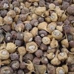 What is Maca?