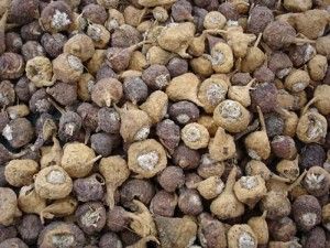 What is Maca?