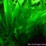 Health Benefits of Super Food Blue Green Algae