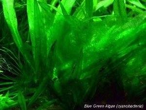 Health Benefits of Super Food Blue Green Algae