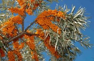 seabuckthorn