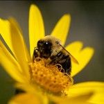 Bee Pollen – A superfood You Don’t Want to Miss