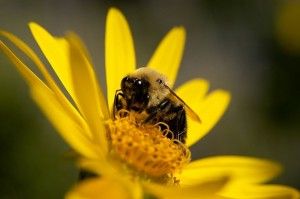Bee Pollen – A superfood You Don’t Want to Miss