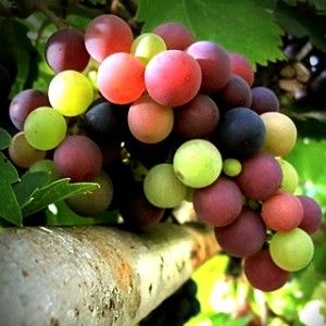 grapes