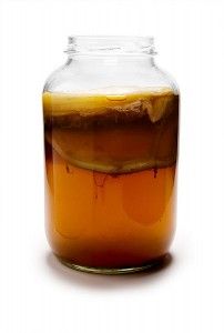 kombucha kombucha