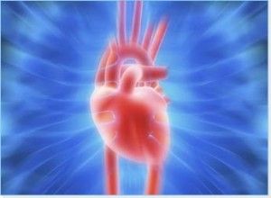 cardiovascular