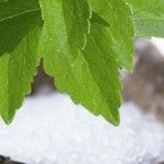 Natural, Healthy and Sweet – The Benefits of Stevia