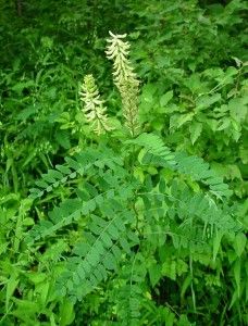 Boost Your Immune System With Astragalus