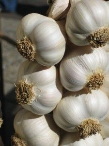 Garlic Boosts Overall Antioxidant Levels and Blocks Cancer