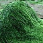 Spirulina – The Ultimate Superfood