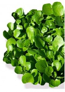 Watercress – Anti-cancer Food?