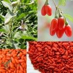 Secrets of Ancient Superfood – Goji Berries