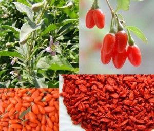 goji-berries