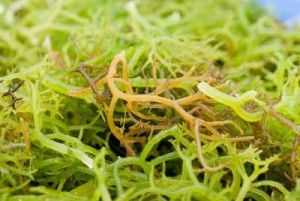 Can Seaweed Battle Cancer?