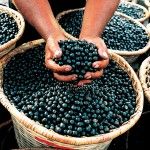 What Are the Real Acai Berry Health Benefits?