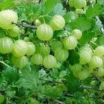 The Benefits of Amla: The Ayurvedic Super-Herb You Probably Don’t Know