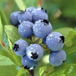The Benefits of Blueberries Are More Than Just Antioxidants