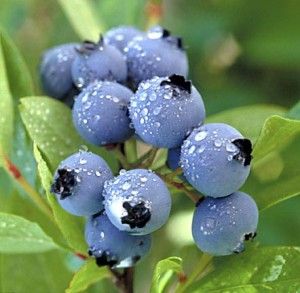 Post a Pic of something BLUE - Page 4 Blueberries-300x293