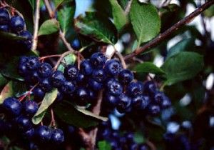 Aronia Berry – What It Can Do For You