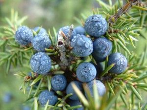 Juniper Berry Benefits