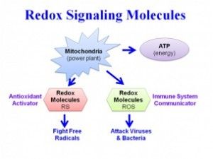 Redox Signaling
