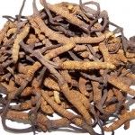 Cordyceps