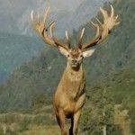 deer-antler