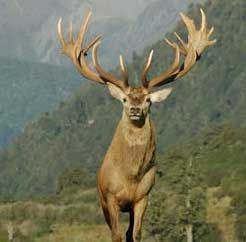 Deer Pics on Deer Antler Benefits   Be Well Buzz