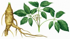 Ginseng