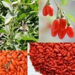 Goji Berry Benefits