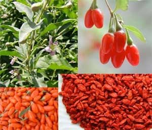 Goji Berry Benefits