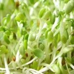 Sprouting Nuts and Seeds