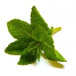 Spearmint Health Benefits