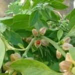 Fatigued? Try Ashwagandha