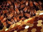 What Is Royal Jelly?