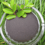 Fulvic Acid