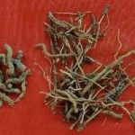 Benefits of Polygala