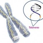 Telomeres and Aging
