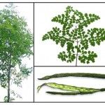 What Is Moringa?