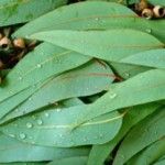 The Many Eucalyptus Uses