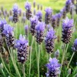 Many Benefits of Lavender