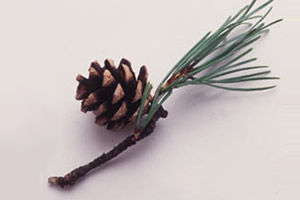 Pycnogenol