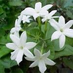 Jasmine Health Benefits