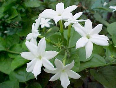 Jasmine Health Benefits
