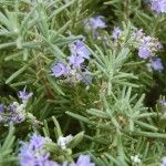 16 Health Benefits of Rosemary