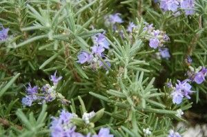 16 Health Benefits of Rosemary