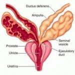 10 Amazing Functions of the Prostate Gland