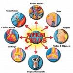 Being in the Know: The Latest Developments in Stem Cell Research