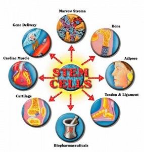 Being in the Know: The Latest Developments in Stem Cell Research