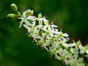 Shatavari – Female Fertility Herb